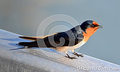 Welcome Swallow Stock Photo