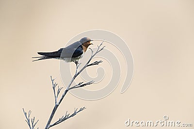 Welcome swallow tweeting on a dry branch at Bushy beach in New Zealand Stock Photo