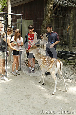 Welcome to my deer forest, FALLOW DEER, with people friends to feed deer, Southwicks Zoo, Mendon, Ma Editorial Stock Photo