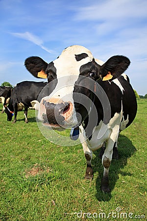 Welcoming cow Stock Photo