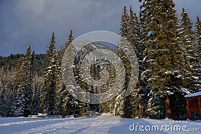 Trees under winter sunlight Stock Photo