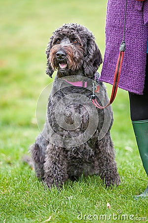 Well behaved happy black labradoodle on a leash and sitting in a field next to owner Stock Photo