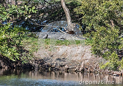 A well camouflaged American alligator in Florida sunning itself on a berm in the everglades, Florida Stock Photo