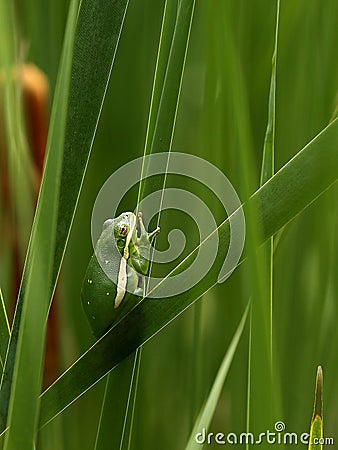 Green treefrog, Hyla cinerea Stock Photo