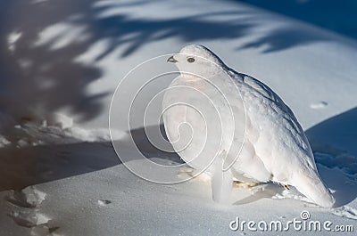 A White-tailed Ptarmigan in the Snowy Rocky Mountain High Country Stock Photo