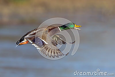 Mallard Drake - Anas platyrhynchos, flying over a wetland. Stock Photo