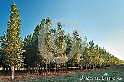 Well-developed eucalyptus forest Stock Photo