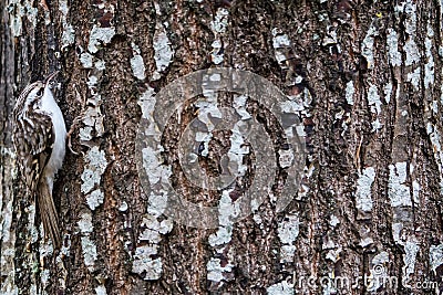 The well dressed tree creeper Stock Photo