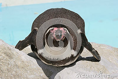 Well-fed Humboldt Penguin (Spheniscus humboldti) Stock Photo