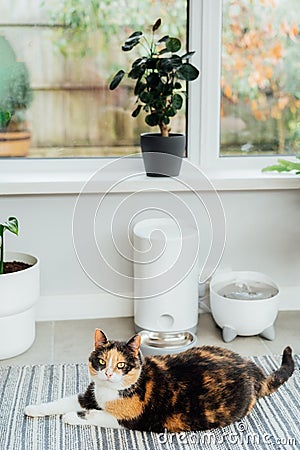 Well-fed multicolor cat waiting for food near smart feeder gadget with water fountain and dry food dispenser in cozy Stock Photo