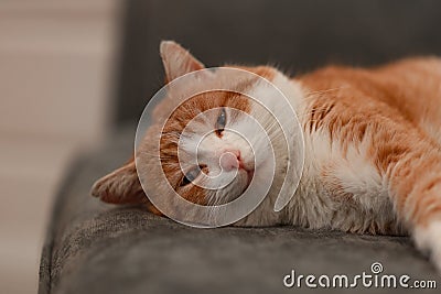 a well-fed red domestic cat is lying on the sofa, life is good Stock Photo