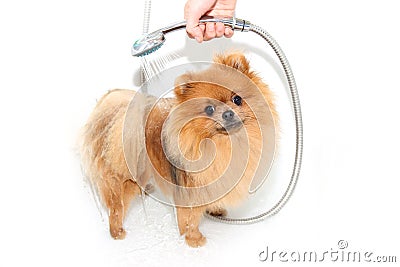 Well groomed dog. Grooming. Grooming of a pomeranian dog. Funny pomeranian in the bath. Dog taking a shower. Dog on white backgrou Stock Photo