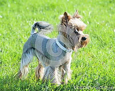 Well groomed haircut yorkshire terrier Stock Photo