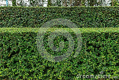 A well landscaped and manicured hedge of bushes Stock Photo