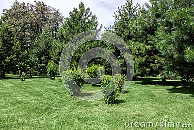 Well maintained park with meadow green grass. Stock Photo