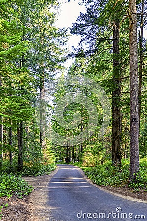 Dirt road wanders through the lofty pine forest Stock Photo