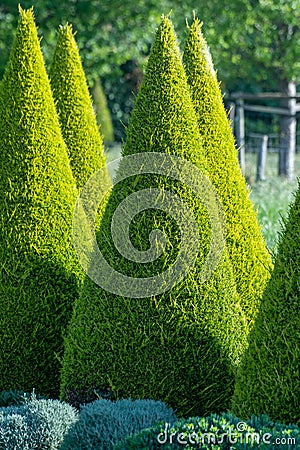 Well shaped green conical thuja coniferous trees in garden Stock Photo