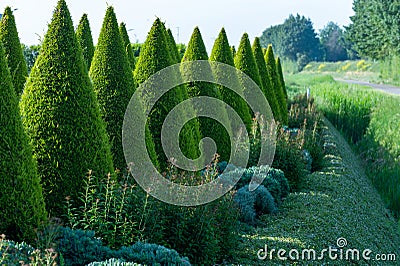 Well shaped green conical thuja coniferous trees in garden Stock Photo