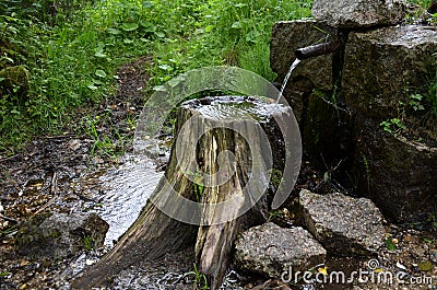 Well spring flows through a pipe on an old tree stump bushes serve as a watering hole for birds and insects flowing out Stock Photo