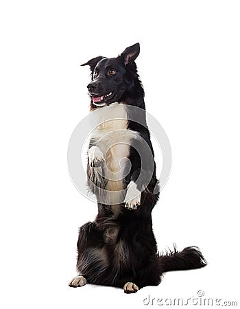 Well trained cute border collie dog Stock Photo