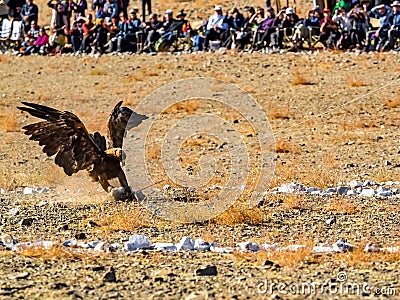 Well trained golden eagle attacks prey on the floor Stock Photo