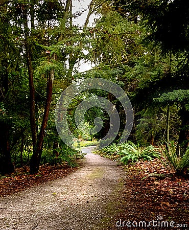 Hiking Trail Pathway in Woods Vertical Stock Photo