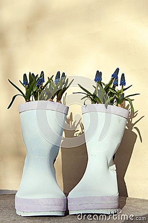 Wellies with pearl hyacinths Stock Photo