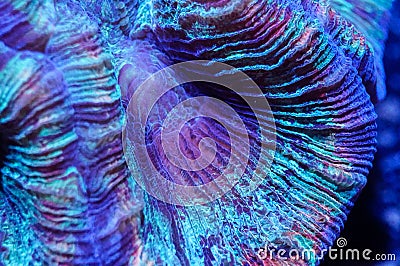 Wellsophyllia brain coral Stock Photo