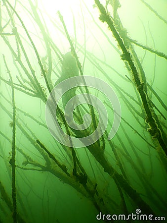 Wels catfish silurus glanis scuba diving encounter Stock Photo