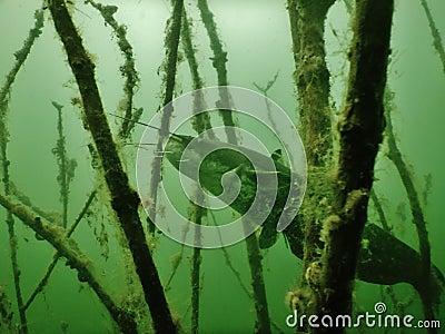 Wels catfish silurus glanis scuba diving encounter Stock Photo