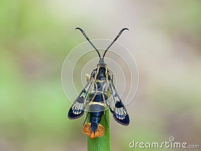 The Welsh Clearwing Stock Photo