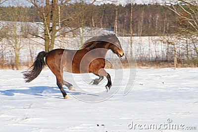 welsh cob canter in the field Stock Photo