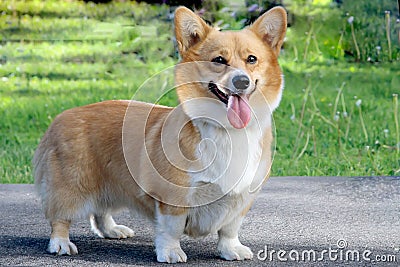 Welsh Corgi Stock Photo