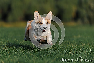 Welsh Corgi Stock Photo