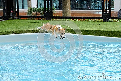 Welsh corgi dog success to overcome fear of jumping into swimming pool on summer weekend.Corgi puppies are happy to jump into the Stock Photo