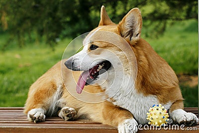 Welsh Corgi on the long chair Stock Photo