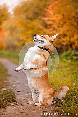 Welsh corgi pembroke dog executes command to serve on its hind legs Stock Photo