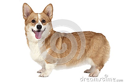 Welsh corgi Pembroke dog Stock Photo