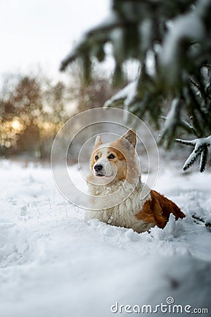 A Welsh Corgi Pembroke dog stands in the winter scenery in the snow, with the setting sun in the background Stock Photo