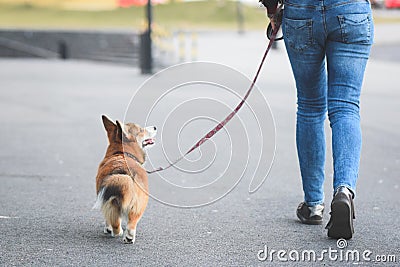 Welsh corgi pembroke dog walking nicely on a leash with an owner during a walk in the city Stock Photo