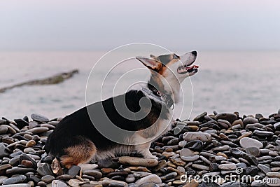 Smallest Shepherd in world. Walking puppy in nature in morning. Welsh Corgi Pembroke tricolor sits on pebble beach in morning Stock Photo