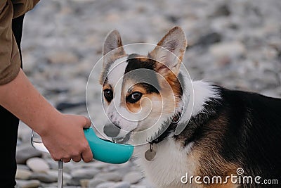 Owner holds water bottle with his hand and dog quenches his thirst. Welsh Corgi Pembroke Tricolor sits on pebble beach and Stock Photo