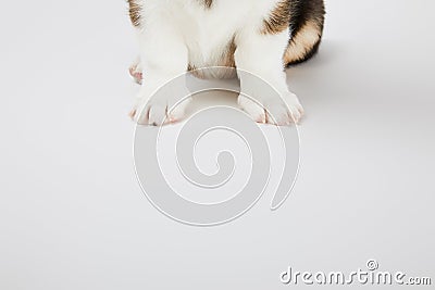 Welsh corgi puppy paws on white Stock Photo