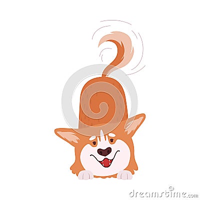 Welsh Corgi with Short Legs and Brown Coat Wagging the Tail Vector Illustration Vector Illustration