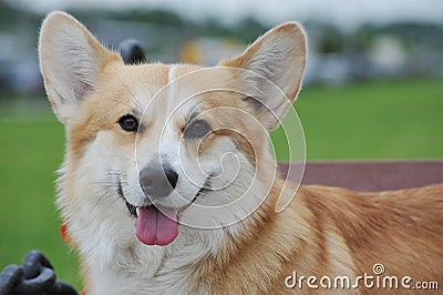 Welsh corgi smile with red Stock Photo