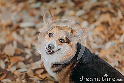 Welsh Corgi tricolour dog looking into the camera and smile in front of autumn leaves background Stock Photo