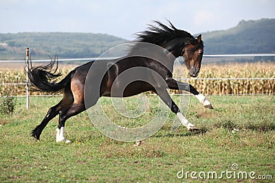 Welsh part bred stallion jumping Stock Photo