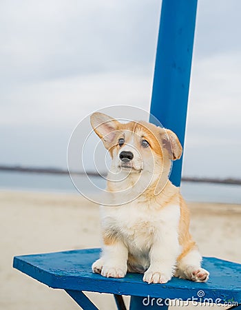 Welsh Pembroke Corgi puppy in nature. Vertical portrait Stock Photo