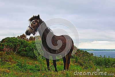 Welsh Pony near Cliffs of Moher Hags Head Ireland Stock Photo