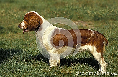 WELSH SPRINGER SPANIEL, ADULT Stock Photo